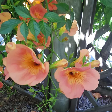 Landhuis Les Mirabelles