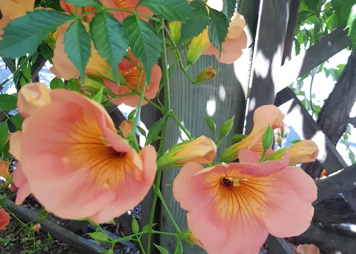 Landhuis Les Mirabelles